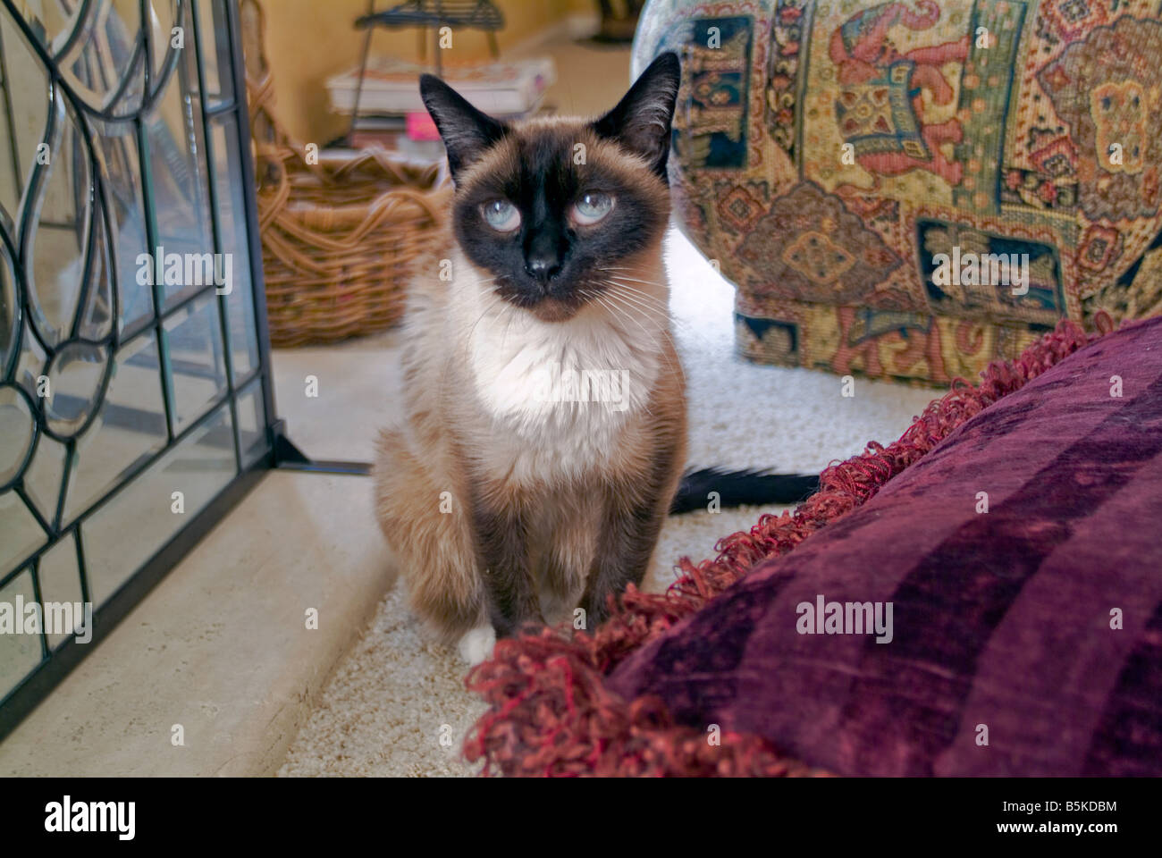 Traditionelle männliche "alten" Stil der Schnee Schuh Siamesische Katze blaue Augen eine der ersten ausgeprägten Rasse der Rasse der Orientalischen Wichien-Maat Stockfoto