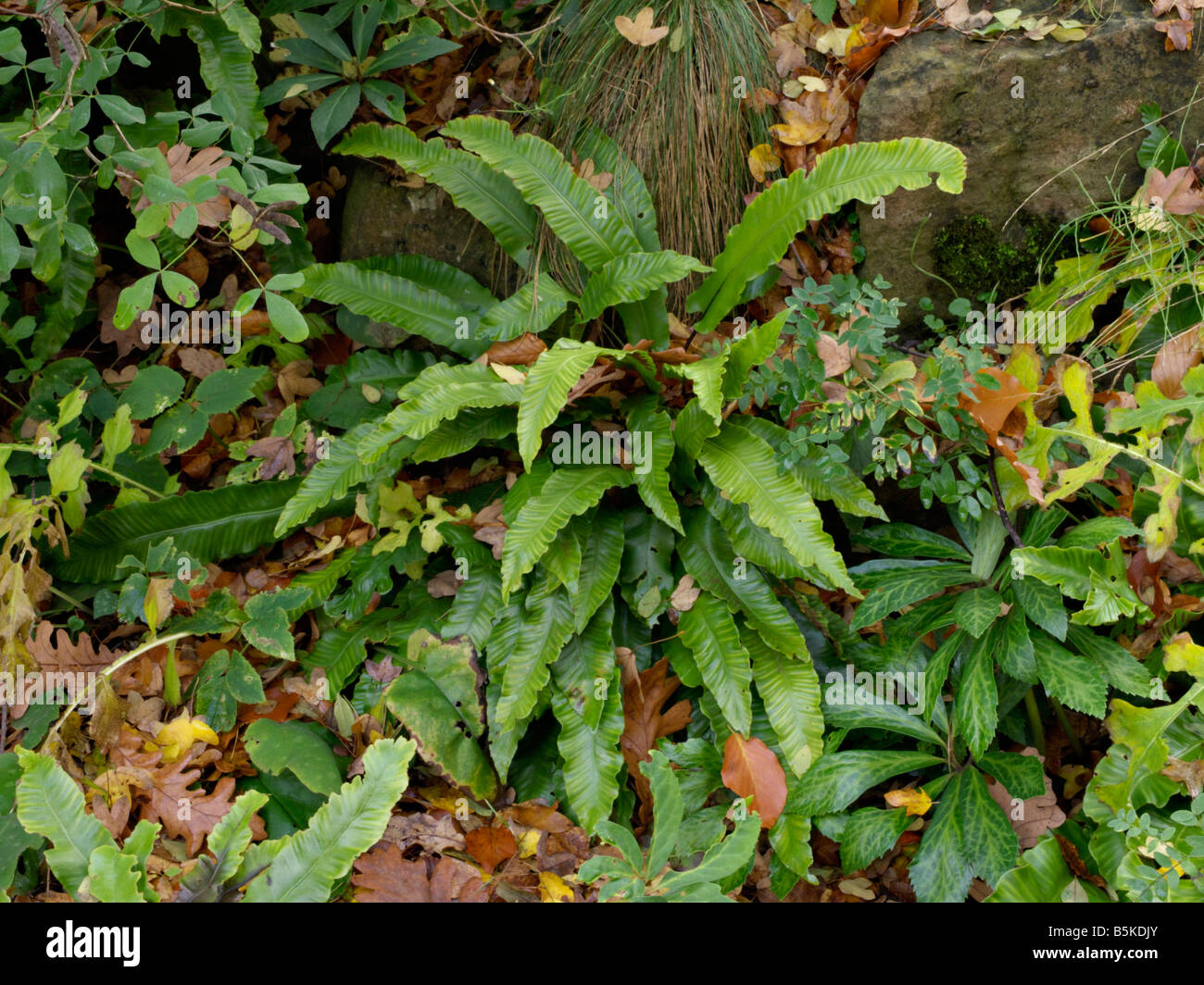Der Hart-Zunge Farn (Asplenium scolopendrium Phyllitis scolopendrium) syn. Stockfoto