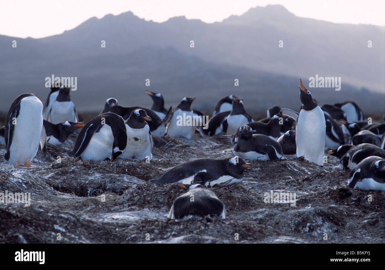 Gentoo Penguin (Pygoscelis Papua) Falkland-Inseln Stockfoto