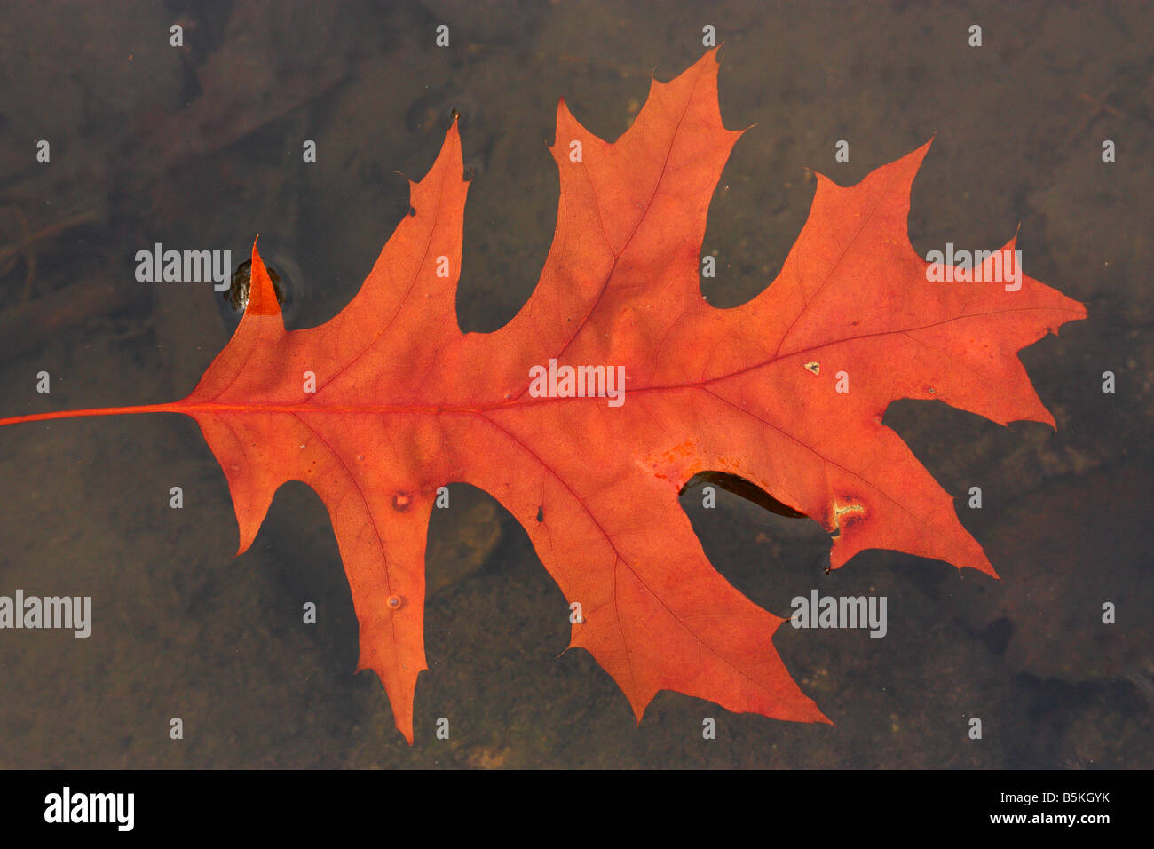 Roten Pin Oak Leaf schwimmt auf dem Wasser gefallen. Quercus Palustris. Stockfoto