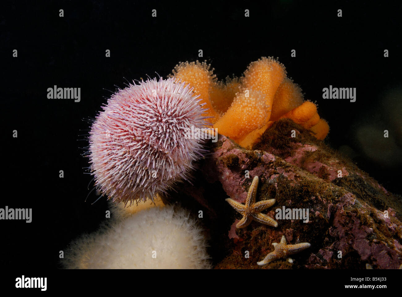 Seeigel (Echinus esculentus), Fisch- und Weichkorallen (alcyonium Digitatum), St. Abbs Head, UK. Stockfoto