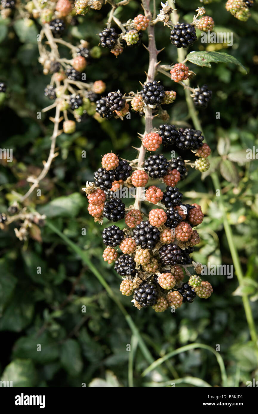 Reif und fast Reifen Brombeere Frucht am Dornstrauch in Hecke Rubus Fruticosus Agg Wales Stockfoto