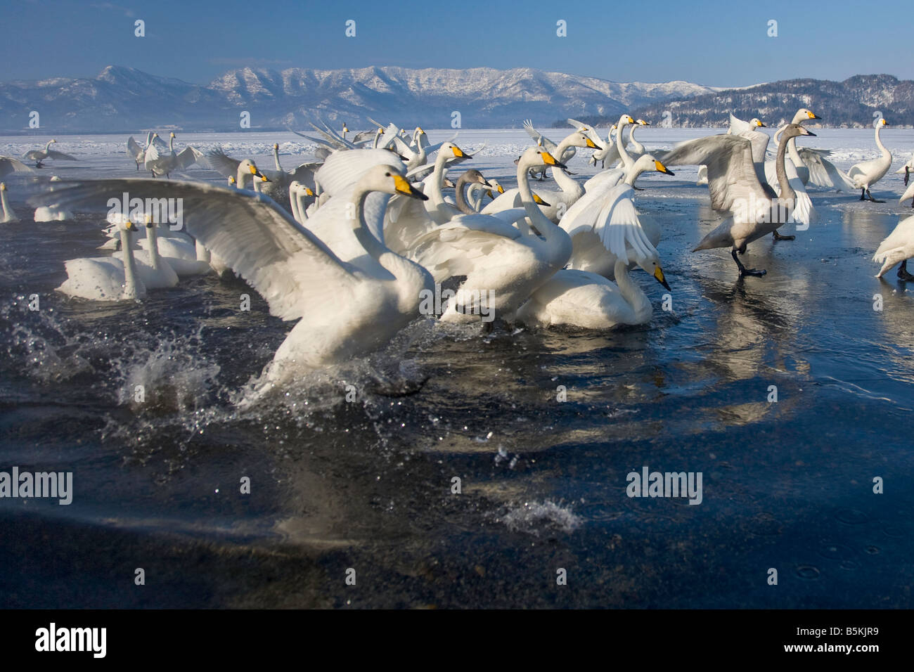 Hokkaido Japan Herde von Whooper Schwäne Cygnus Cygnus versammelten sich im Freiwasser auf gefrorene Lake Kussharo Akan-Nationalpark Stockfoto