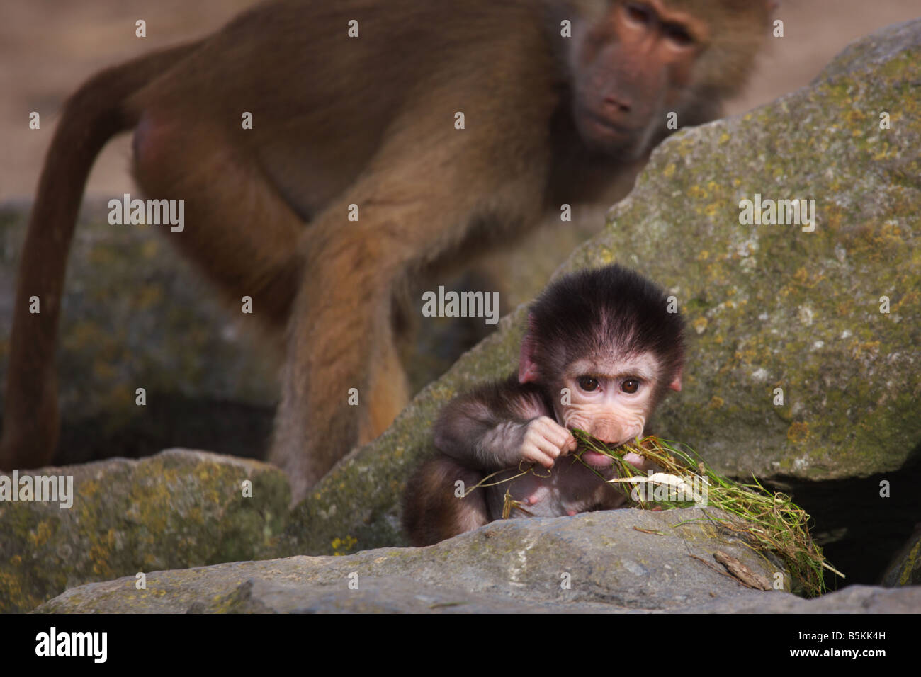 Babypavian spielen auf einem Felsen an der Vorderseite ein ausgewachsener Stockfoto