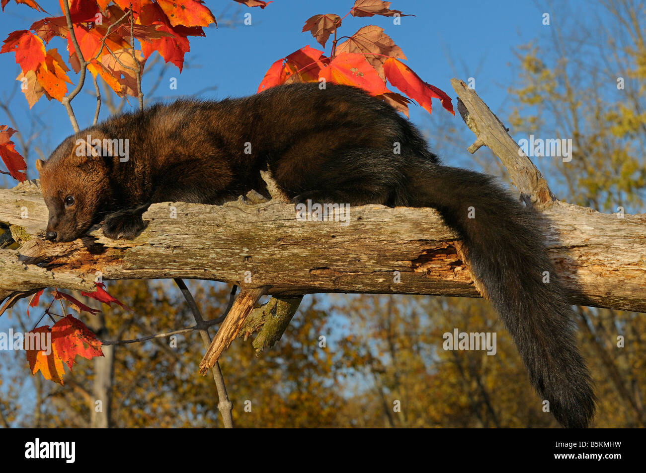 Erwachsene Fischer Faulenzen auf einem Toten Ast mit rot-Ahorn Blätter in ein Herbst Wald Pekania Pennanti Minnesota USA Stockfoto