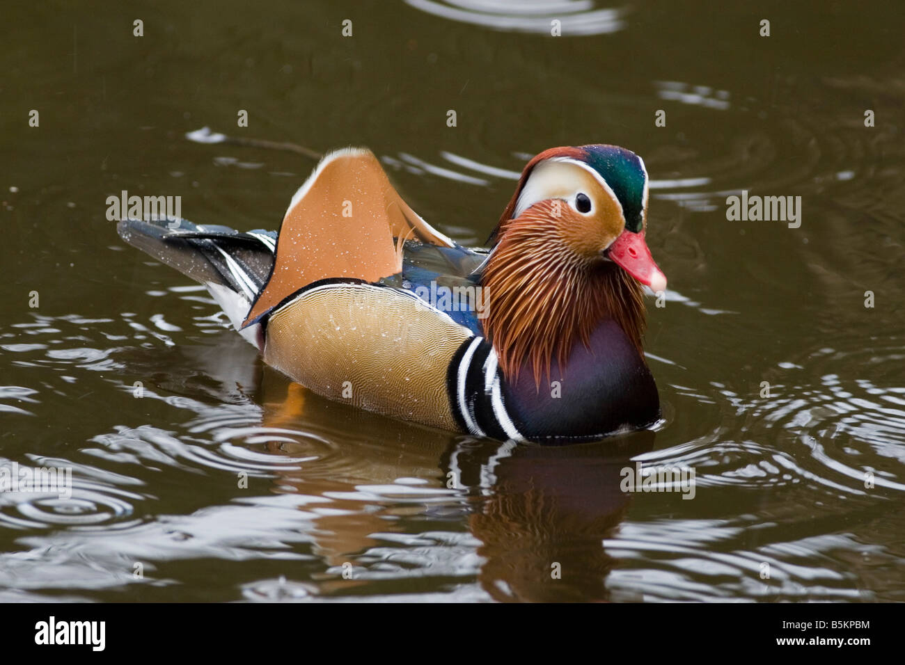 Mandarinenten - Aix galericulata Stockfoto