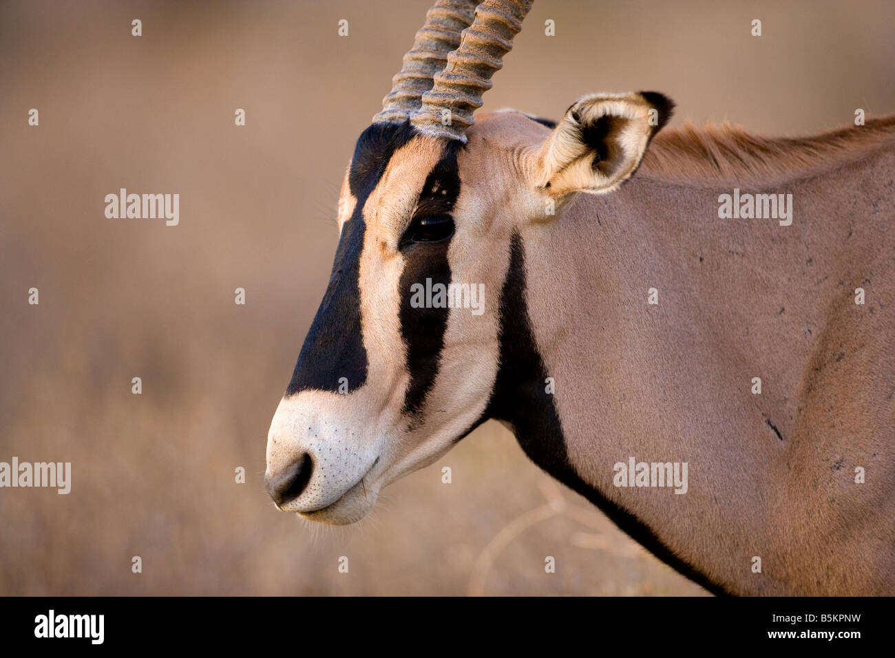 Oryx (Oryx Beisa), Samburu Nationl Park, Kenia Stockfoto