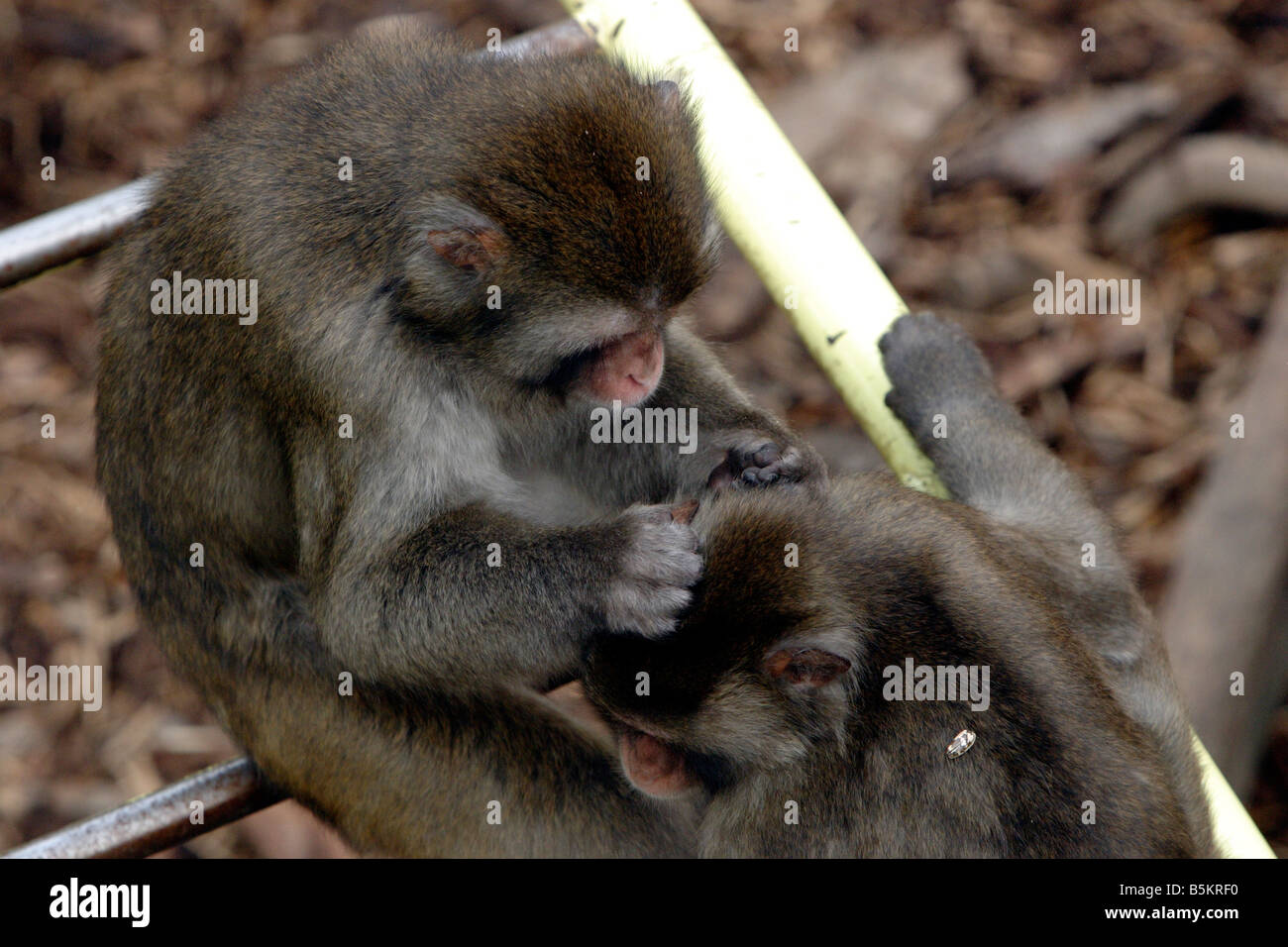 Japanische Affen im Asahiyama Zoo Hokkaido Japan Stockfoto