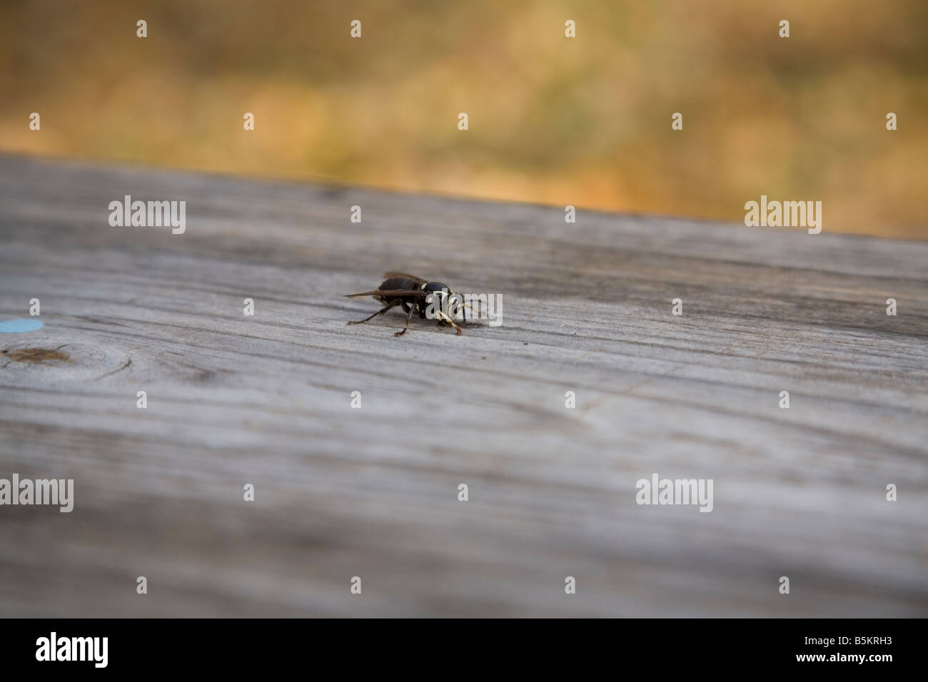 Kühner hornet Stockfoto