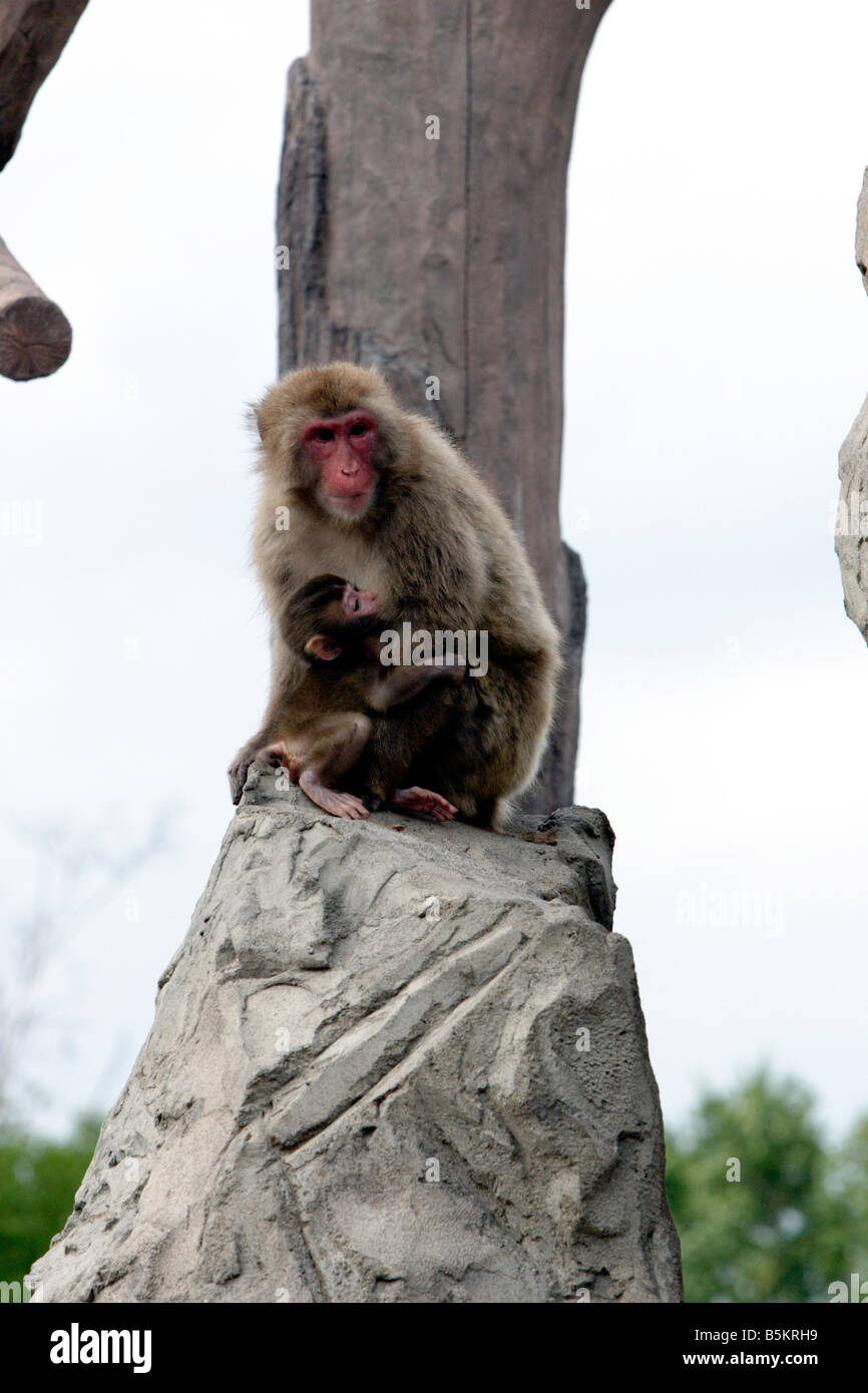 Japanische Affen im Asahiyama Zoo Hokkaido Japan Stockfoto