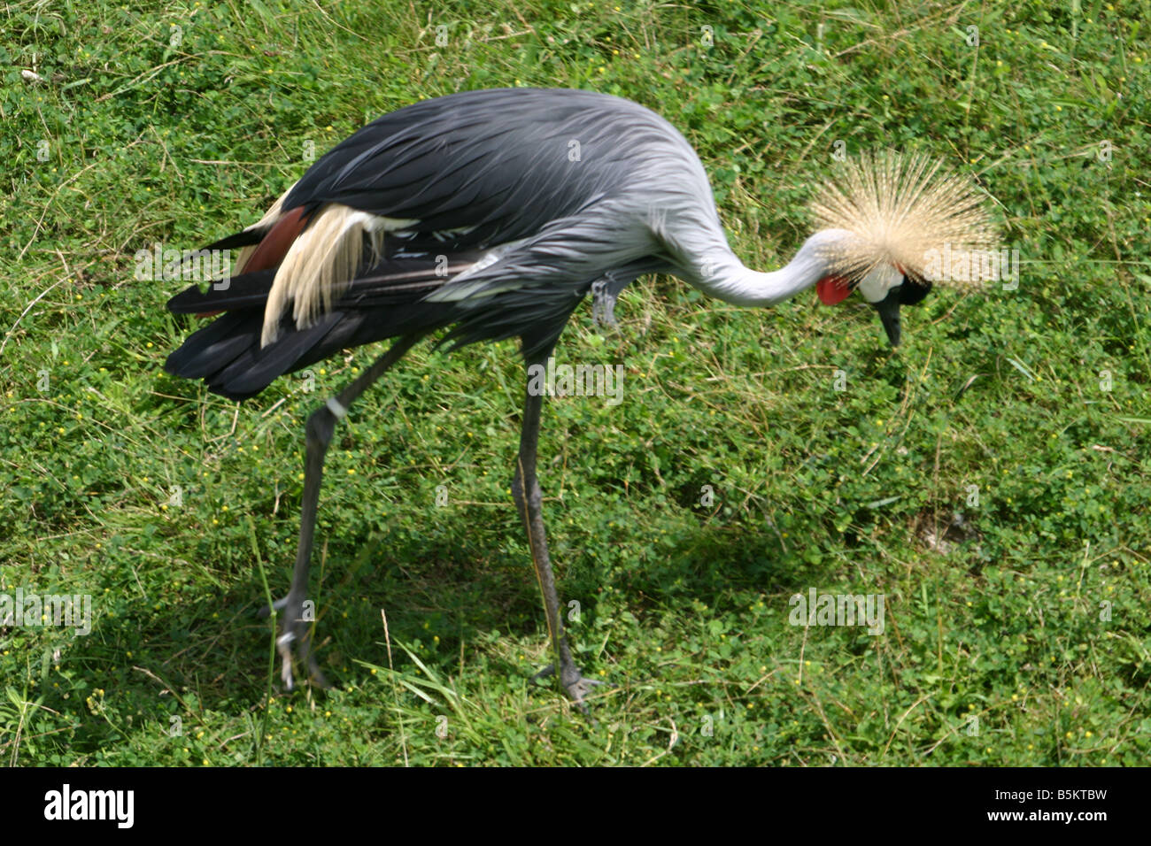 Ein grauer gekrönt Kran auf Nahrungssuche in kurzen Rasen. Diese Vögel sind in Afrika heimisch. Stockfoto