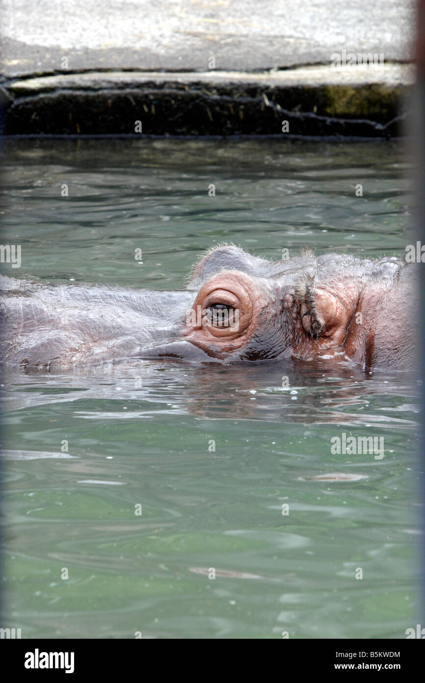 Nilpferd im Asahiyama Zoo Hokkaido Japan Stockfoto