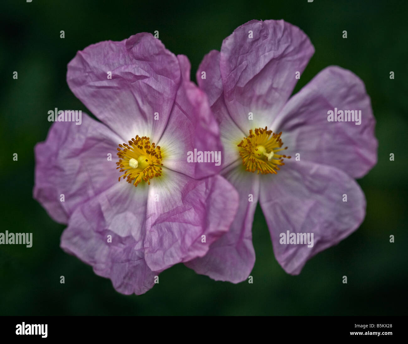 Cistus Silber Pink Stockfoto