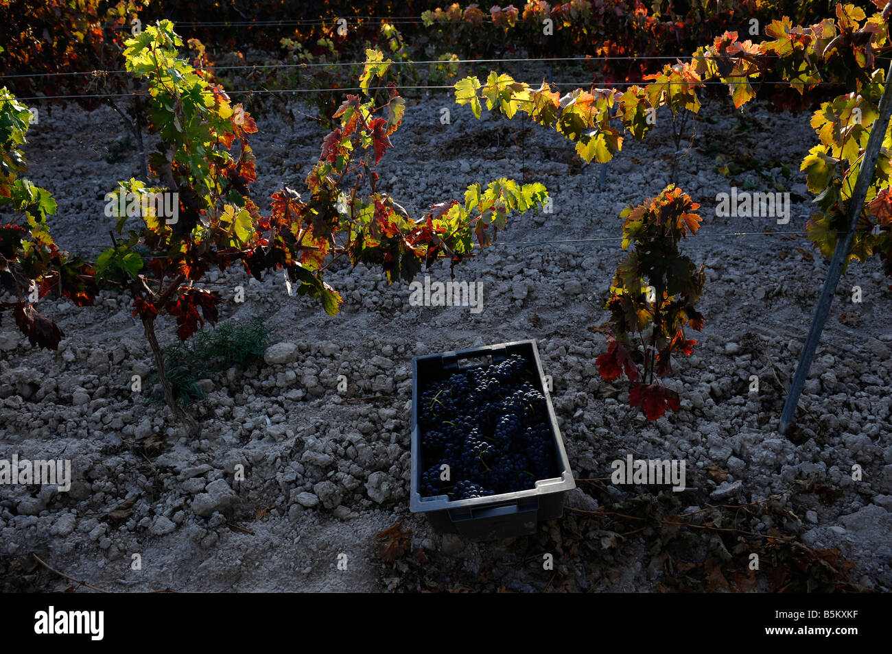 Tempranillo-Trauben am Weinberg Mauro in Tudela del Duero, Spanien Stockfoto