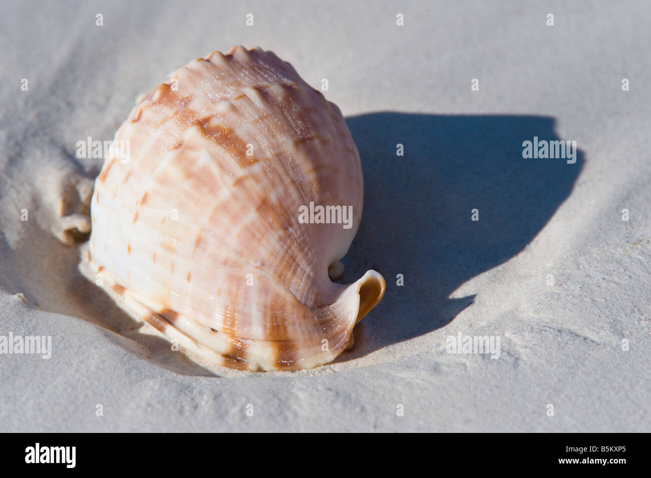 Helm-Schale Kanidal Strand Nuytsland Nature Reserve Western Australia September Stockfoto