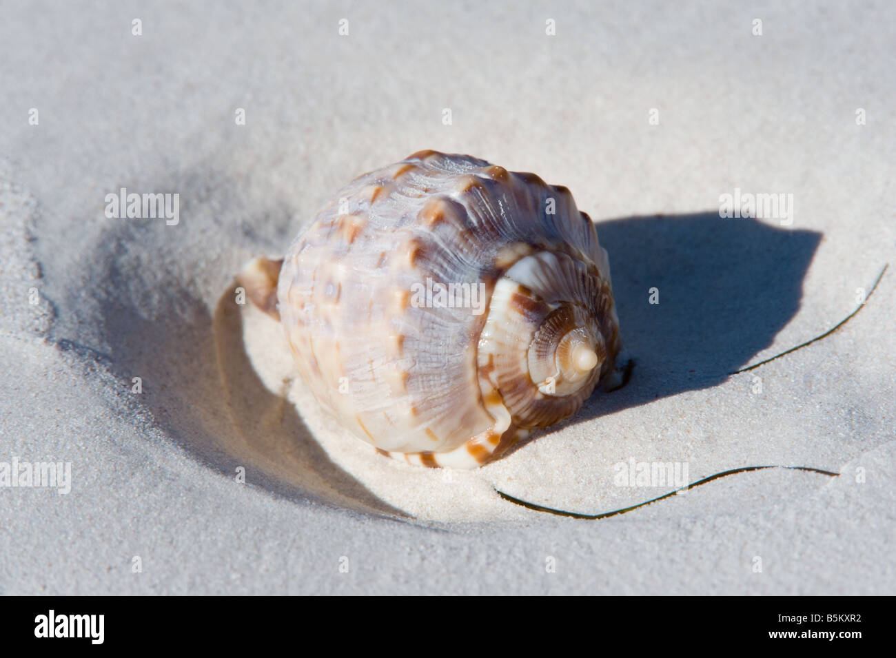 Helm-Schale Kanidal Strand Nuytsland Nature Reserve Western Australia September Stockfoto