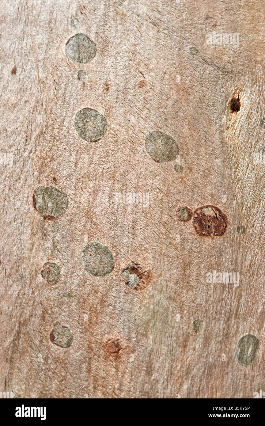 Salmon Gum Eukalyptus Salmonophloia Rinde Arboretum Kalgoorlie Western Australia September Stockfoto