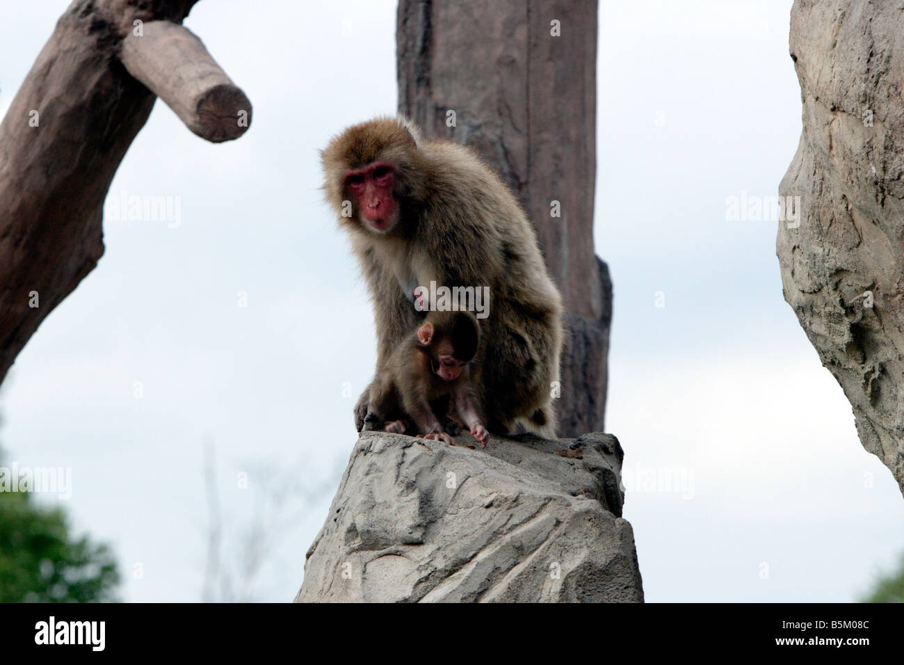 Japanische Affen im Asahiyama Zoo Hokkaido Japan Stockfoto