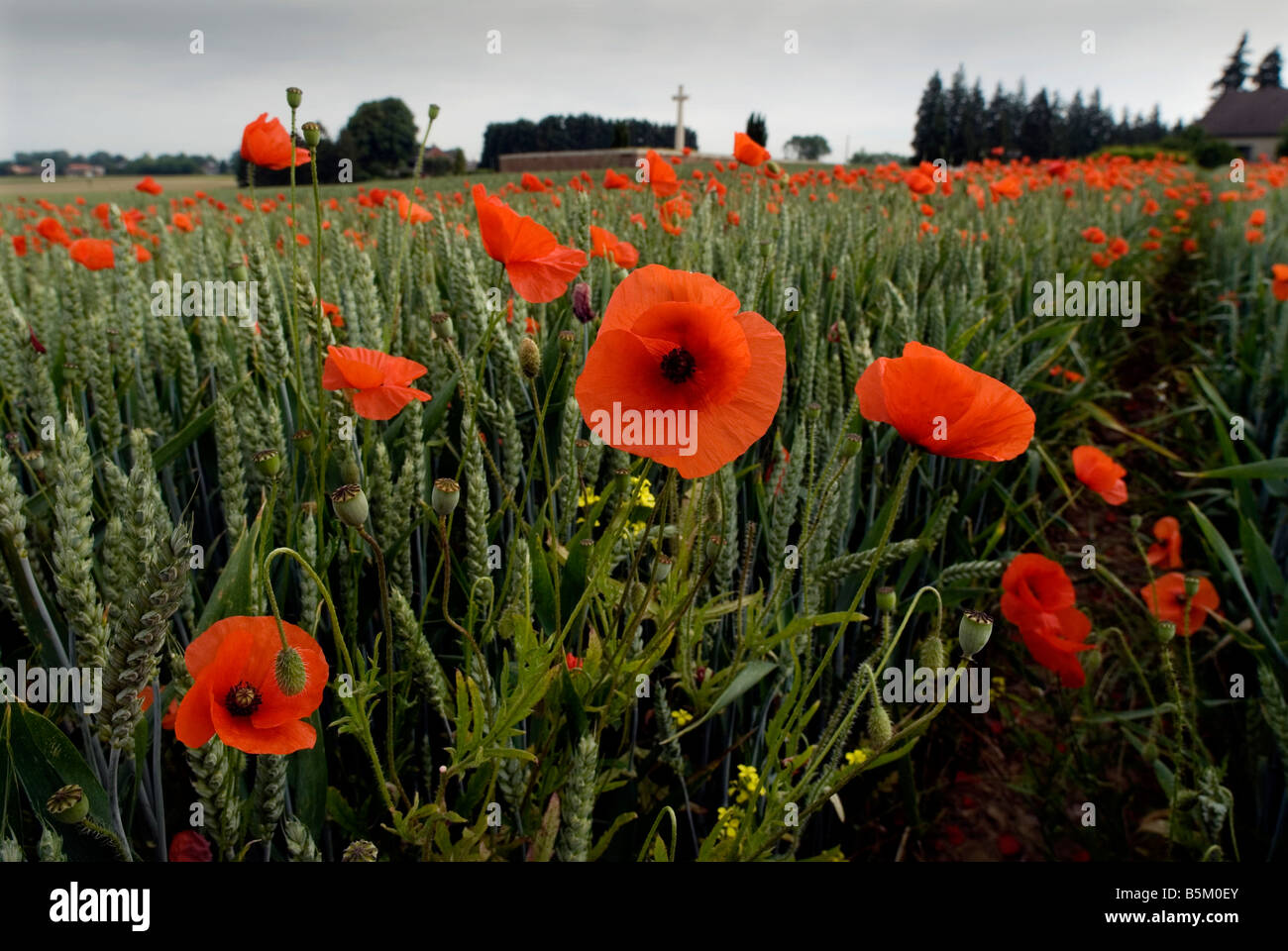 Mohnblumen Friedhöfe Rancourt Somme Battlefields CWGC WW1 Opfer mutigen erinnern Erinnerung Ehre Stockfoto