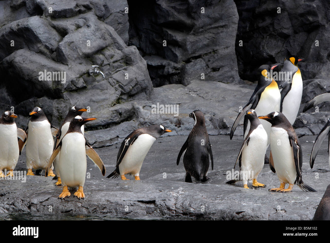 Pinguine im Asahiyama Zoo Hokkaido Japan Stockfoto