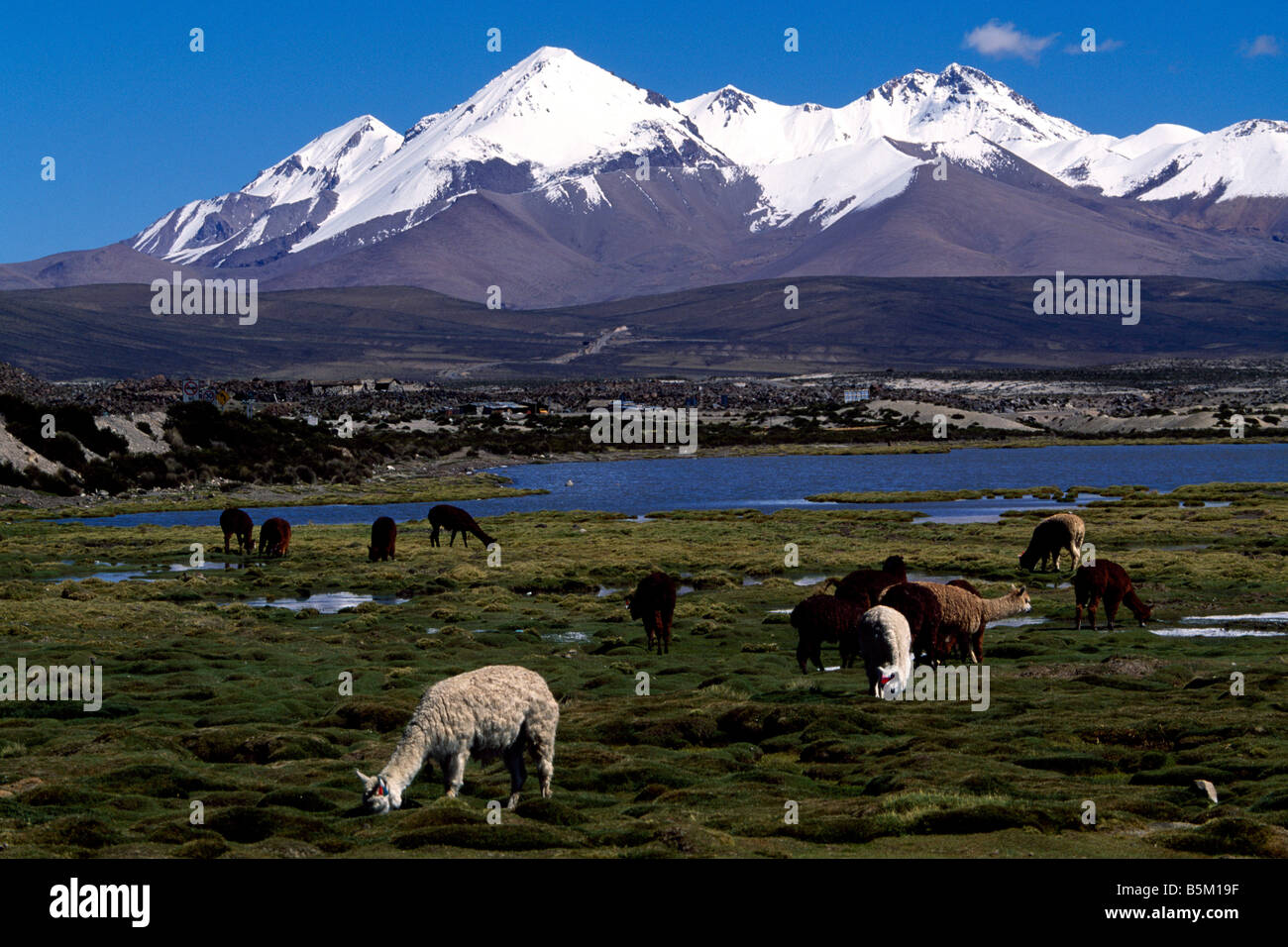 Vacunas Lauca Nationalpark-Chile Stockfoto