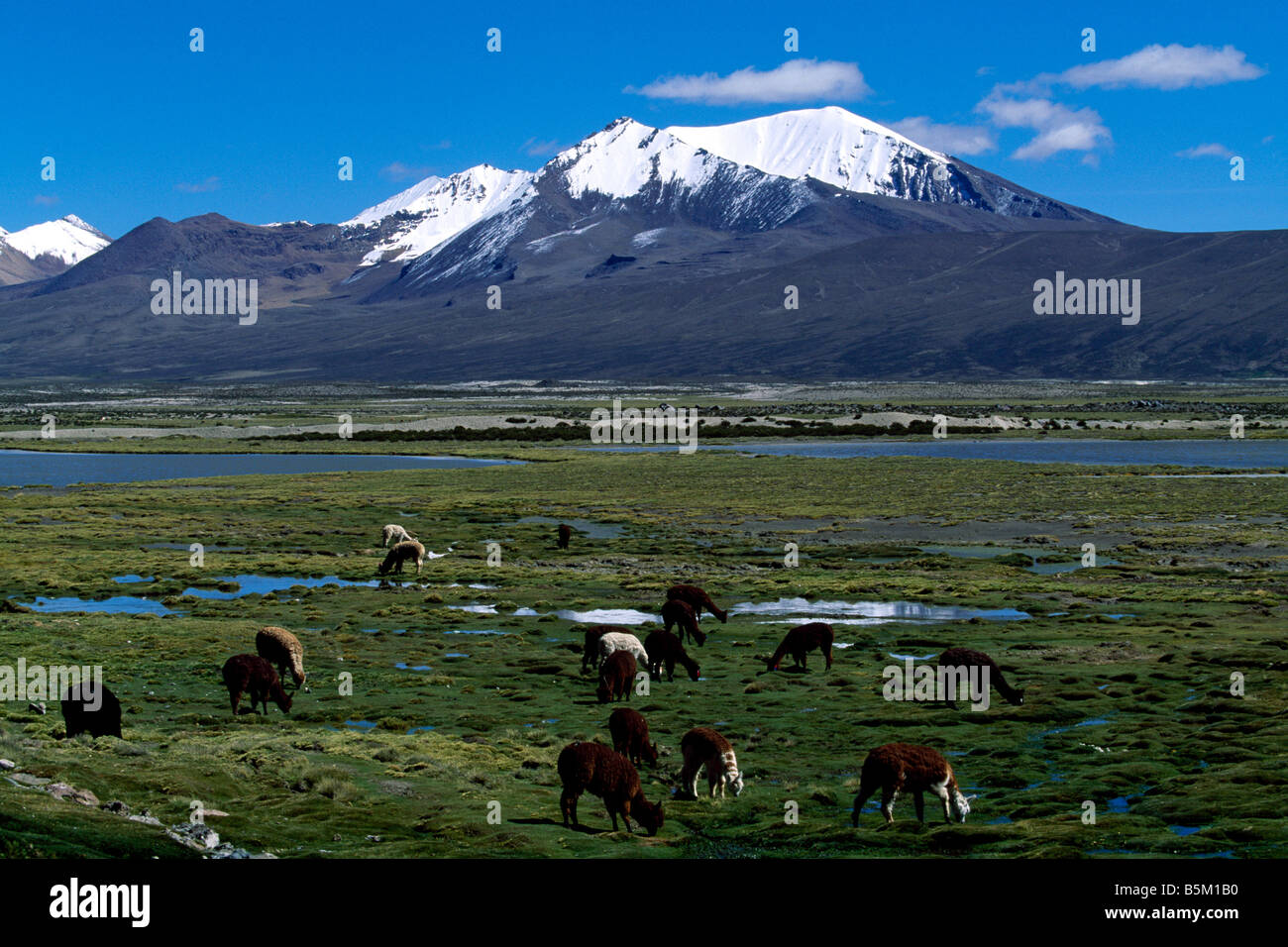Vacunas Lauca Nationalpark-Chile Stockfoto