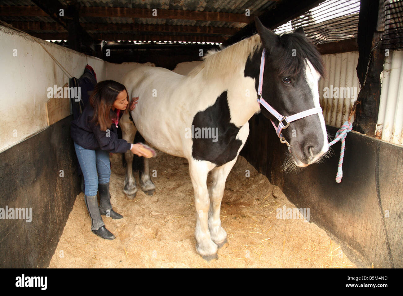 Frau grooms Horse UK; Ein Teenager-Mädchen, das ihr Haustier Pferd im Stall, Cambridgeshire, England, präparierte Stockfoto