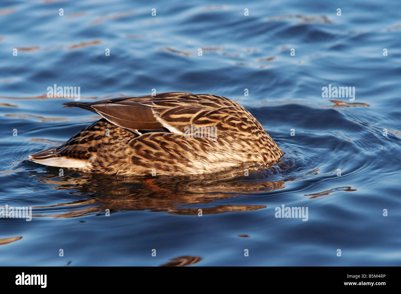 Schuss der Jagd wilde Ente auf dem Wasser - Kopf unter Wasser - Stockente wie eine Boje Stockfoto