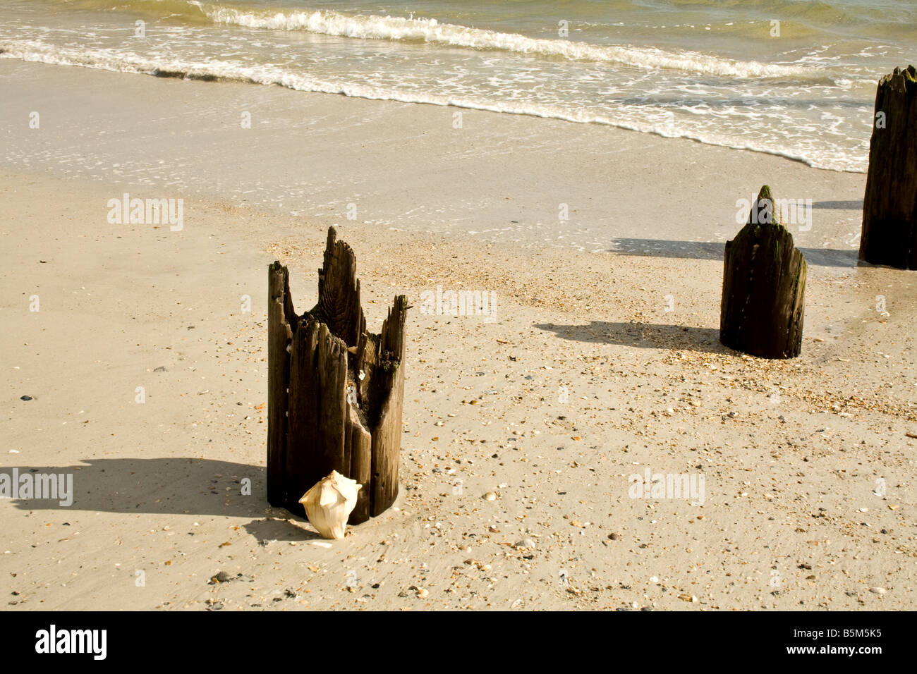 Drei der verfallenden hölzernen Pfähle mit einer Conch Muschel vor durch den Ozean in Jacksonville Beach, Florida Stockfoto