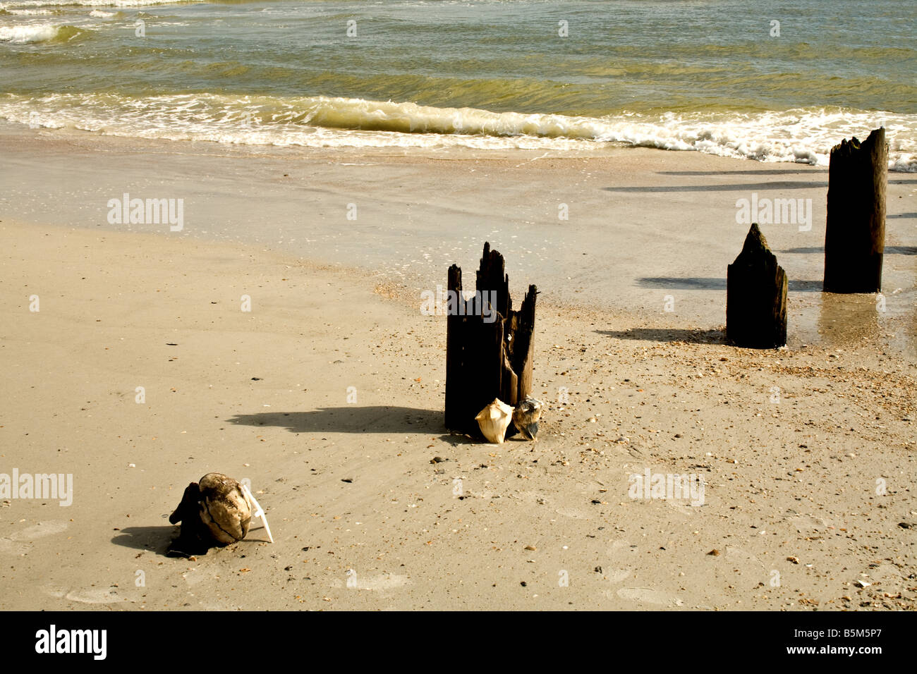 Drei der verfallenden hölzernen Pfähle mit einer Muschel und einer Kokosnuss vorne an einem Strand in Florida Stockfoto