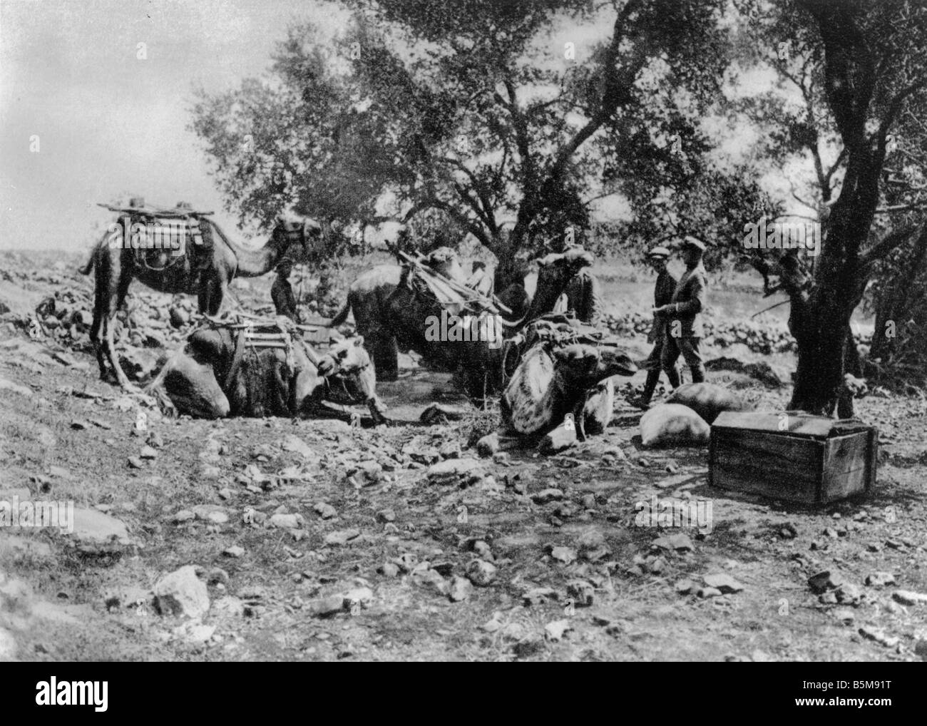 2 G55 N1 1915 1 Kamele deutschen Truppen Palästina 1915 Geschichte Weltkrieg Nahen Osten Deutschland und der Türkei kämpfen gemeinsam gegen En Stockfoto