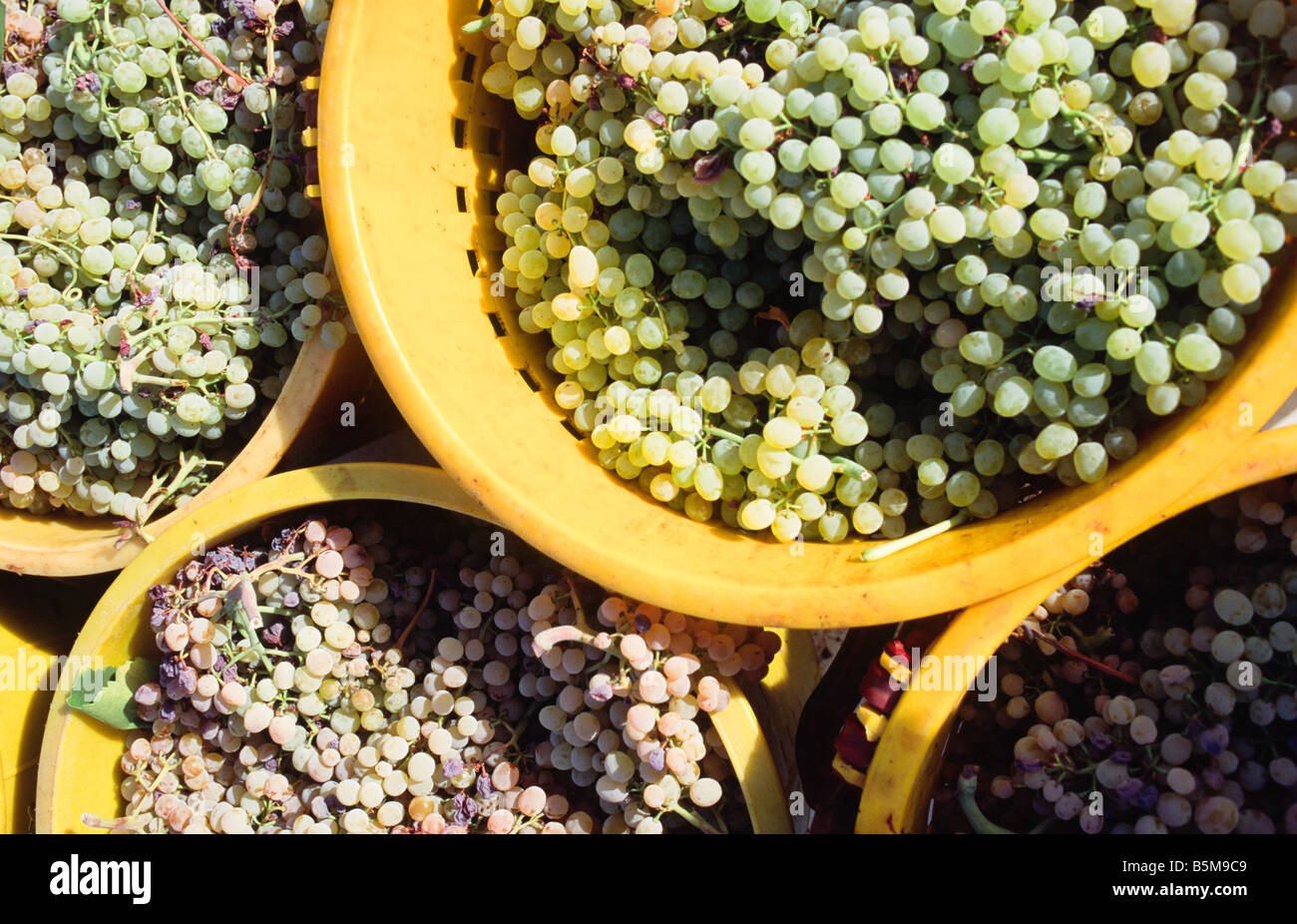 Trauben in einem Kunststoff-Tasche Kreta Griechenland Stockfoto