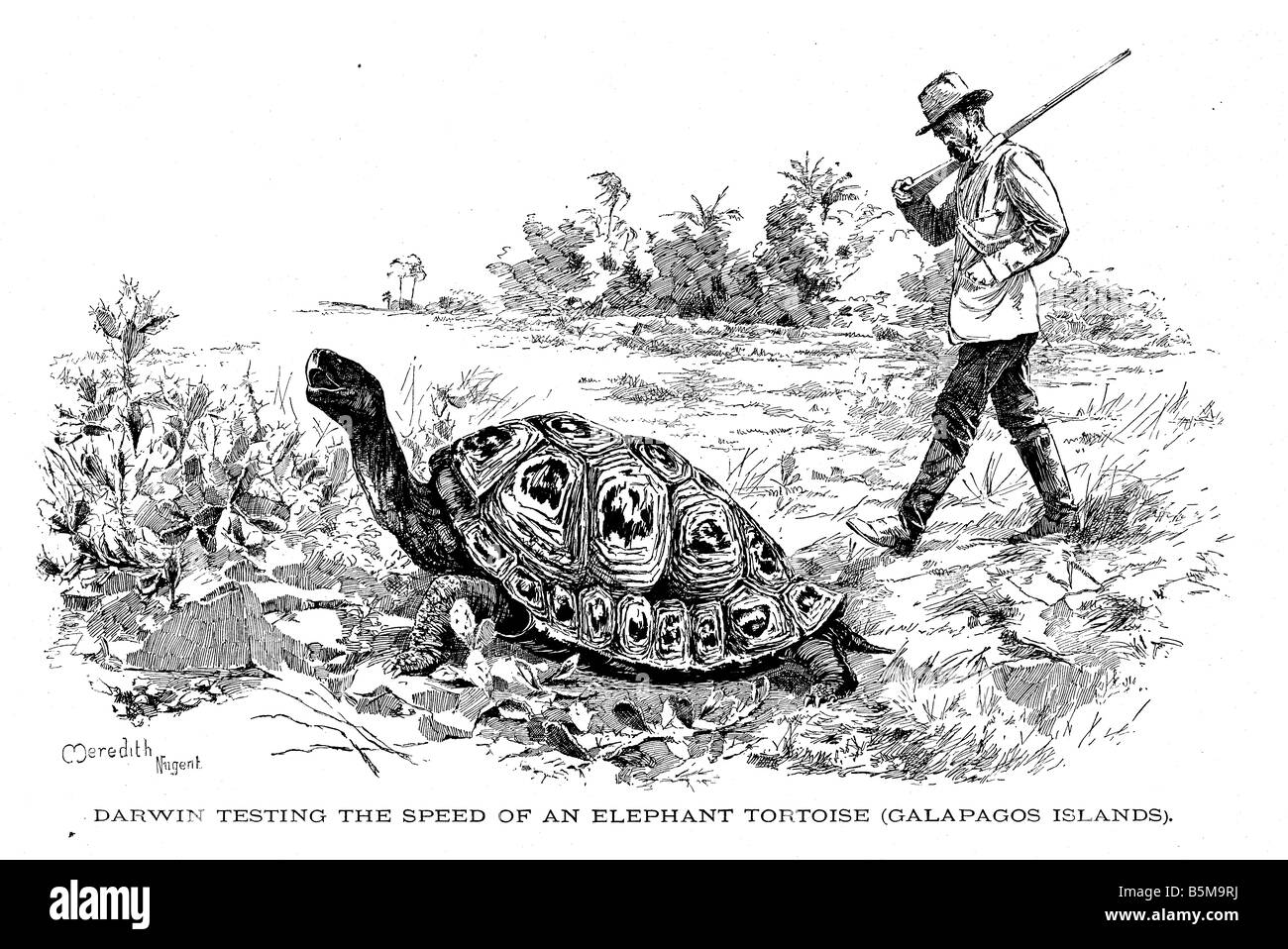 Charles Darwin Buchillustration Stockfoto