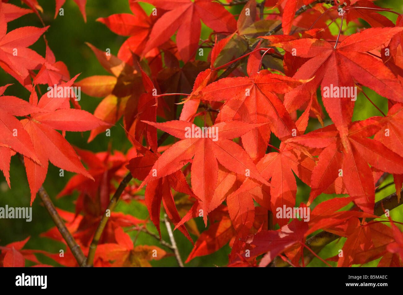 Red acer palmatum verlässt im Herbst aus nächster Nähe England Großbritannien Großbritannien Großbritannien Stockfoto