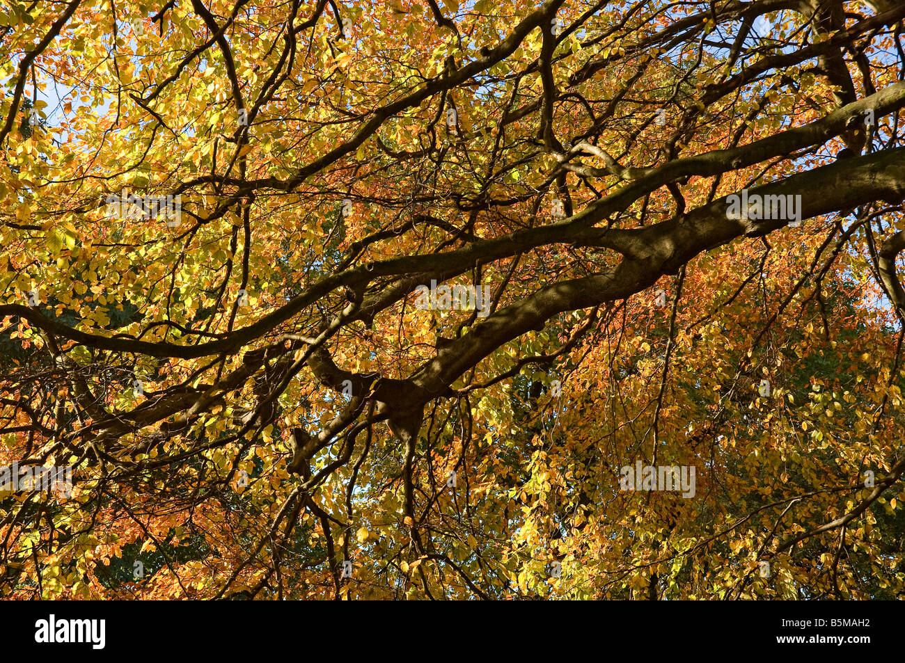 Zweige des Buchenbaums fagus sylvatica im Herbstfall England UK Vereinigtes Königreich GB Großbritannien Stockfoto