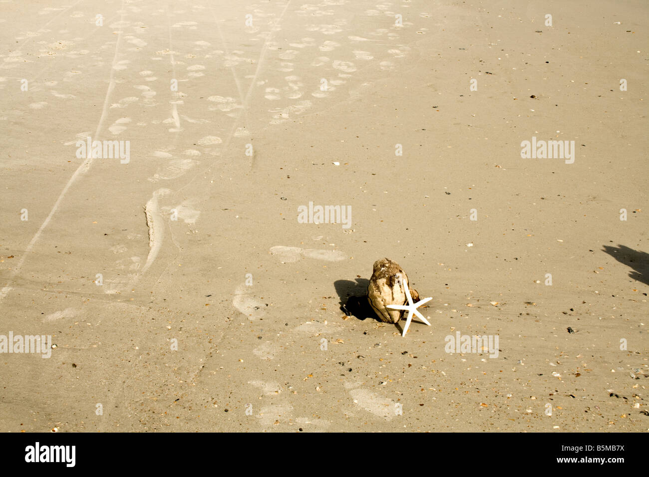 Schale der Kokosnuss mit einer weißen Seestern stützte sich auf es mit Fußspuren im Sand in Jacksonville Beach, Florida Stockfoto