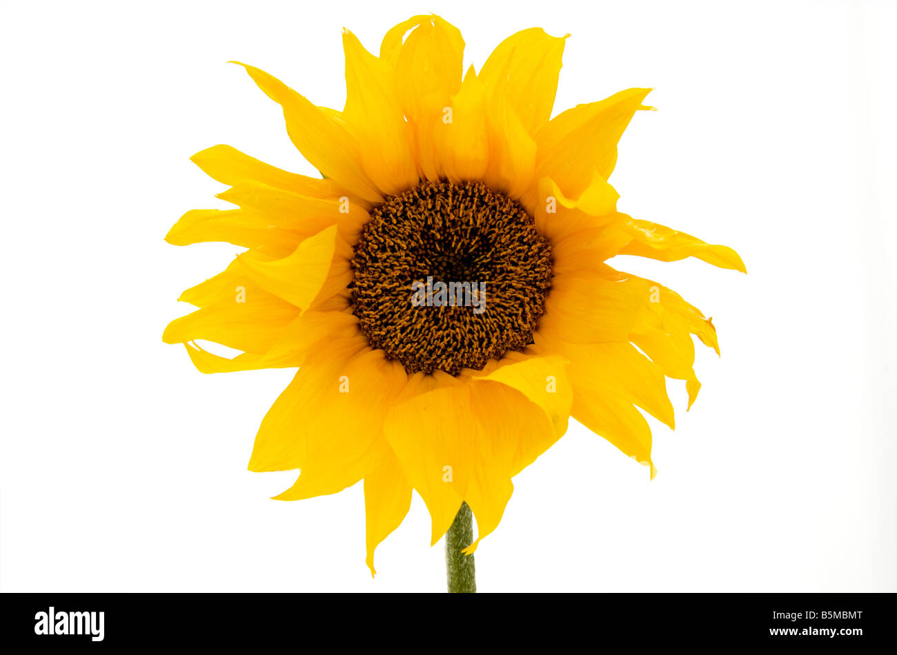 Sonnenblumen Pflanzen Kopf vor einem weißen Hintergrund Stockfoto