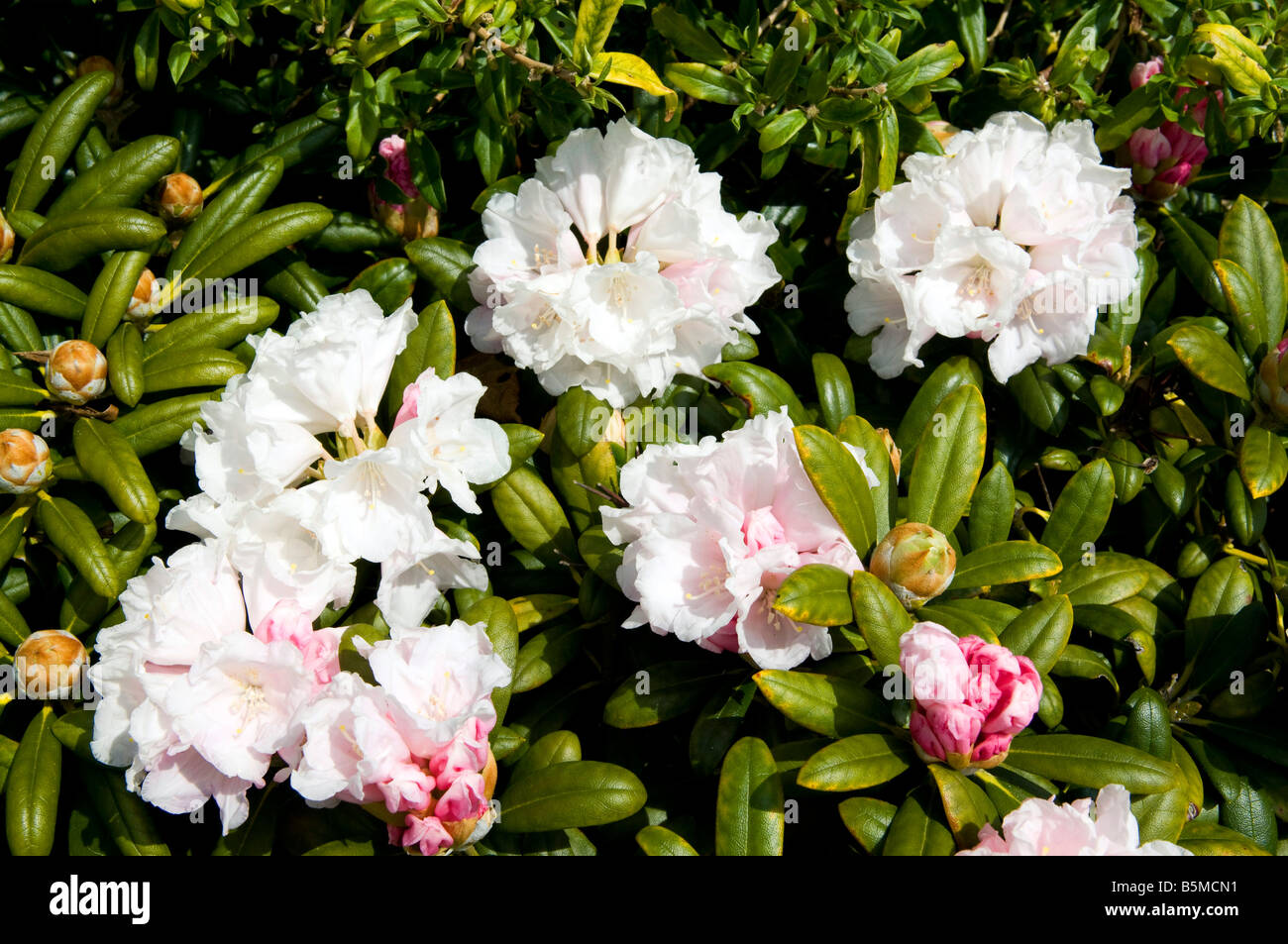 Rhododendron 'Rosa Perle' Stockfoto