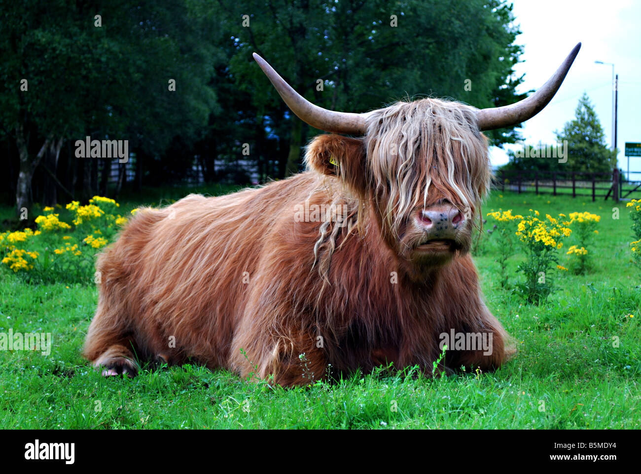 Highland Kuh in der Nähe von Ben Nevis Brennerei, Fort William, Schottland, UK Stockfoto