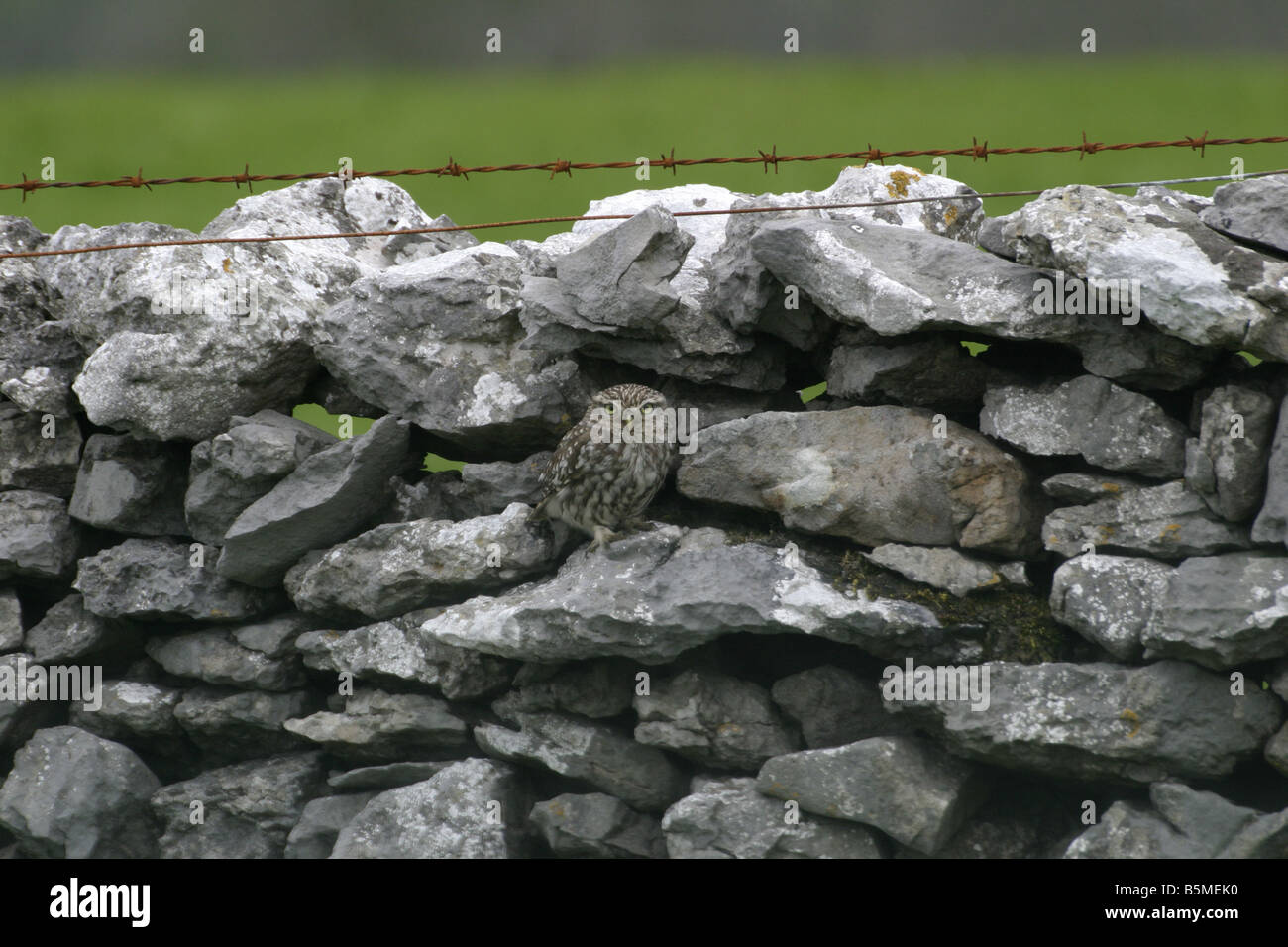 Steinkauz, Athene Noctua, auf eine Trockensteinmauer in den Pennines, England Stockfoto