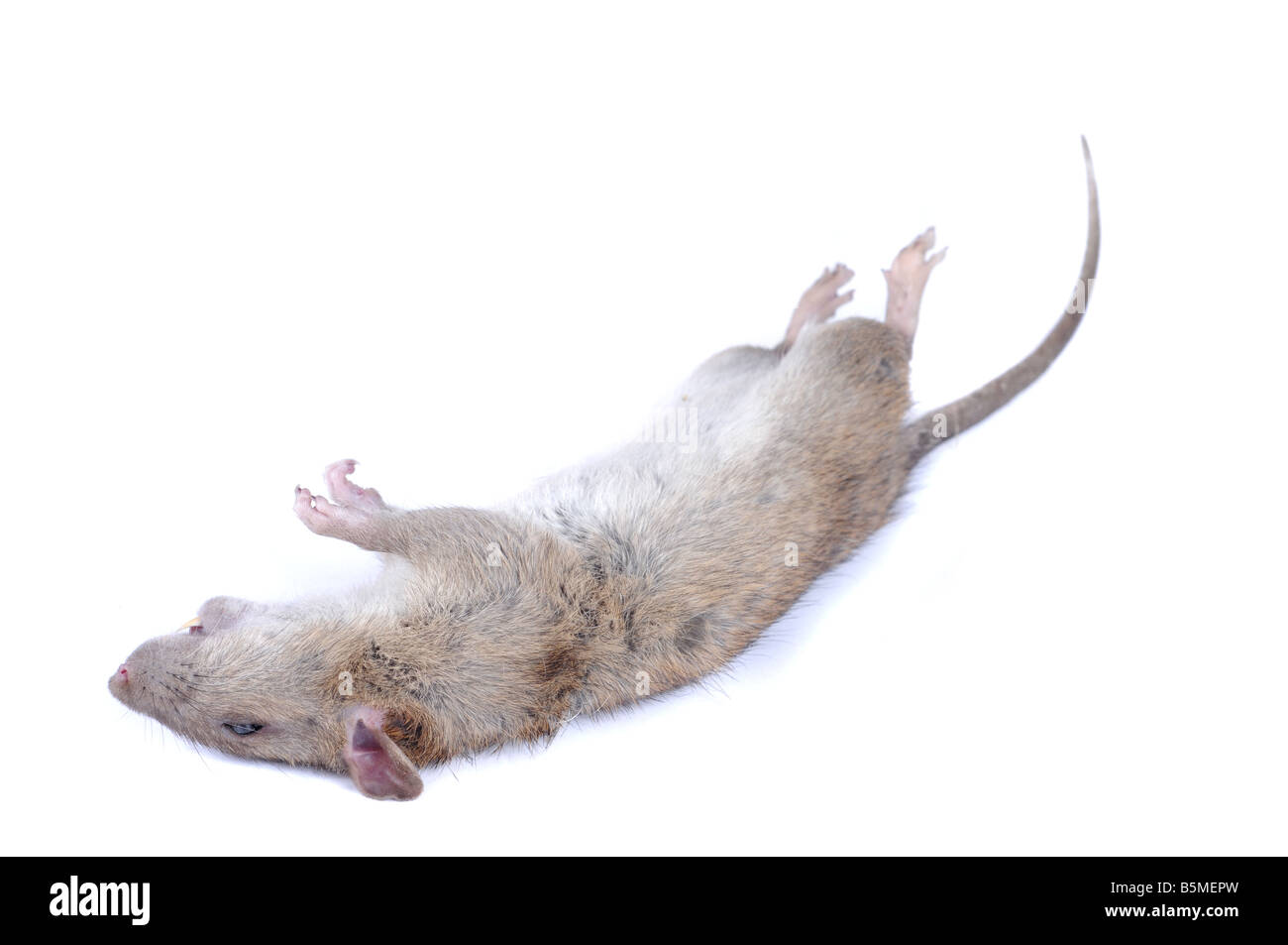 Tote Ratte liegen auf weißem Hintergrund. Stockfoto