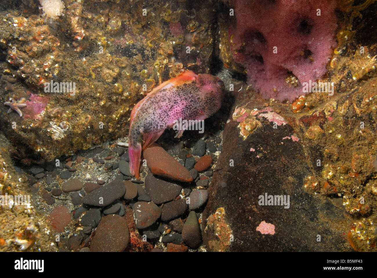 Männliche Lumpsucker (cyclopterus lumpus) Fisch bewacht ei Cluster, St Abbs, Schottland. Stockfoto