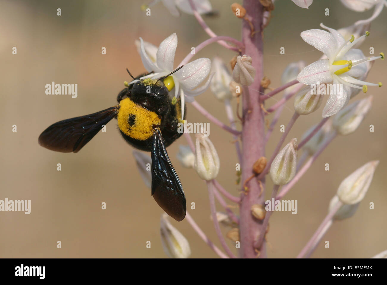 große Erde Hummel Bombus Terrestris saugen Nektar off einen Meer Blaustern Urginea Maritima Israel Herbst September 2008 Stockfoto