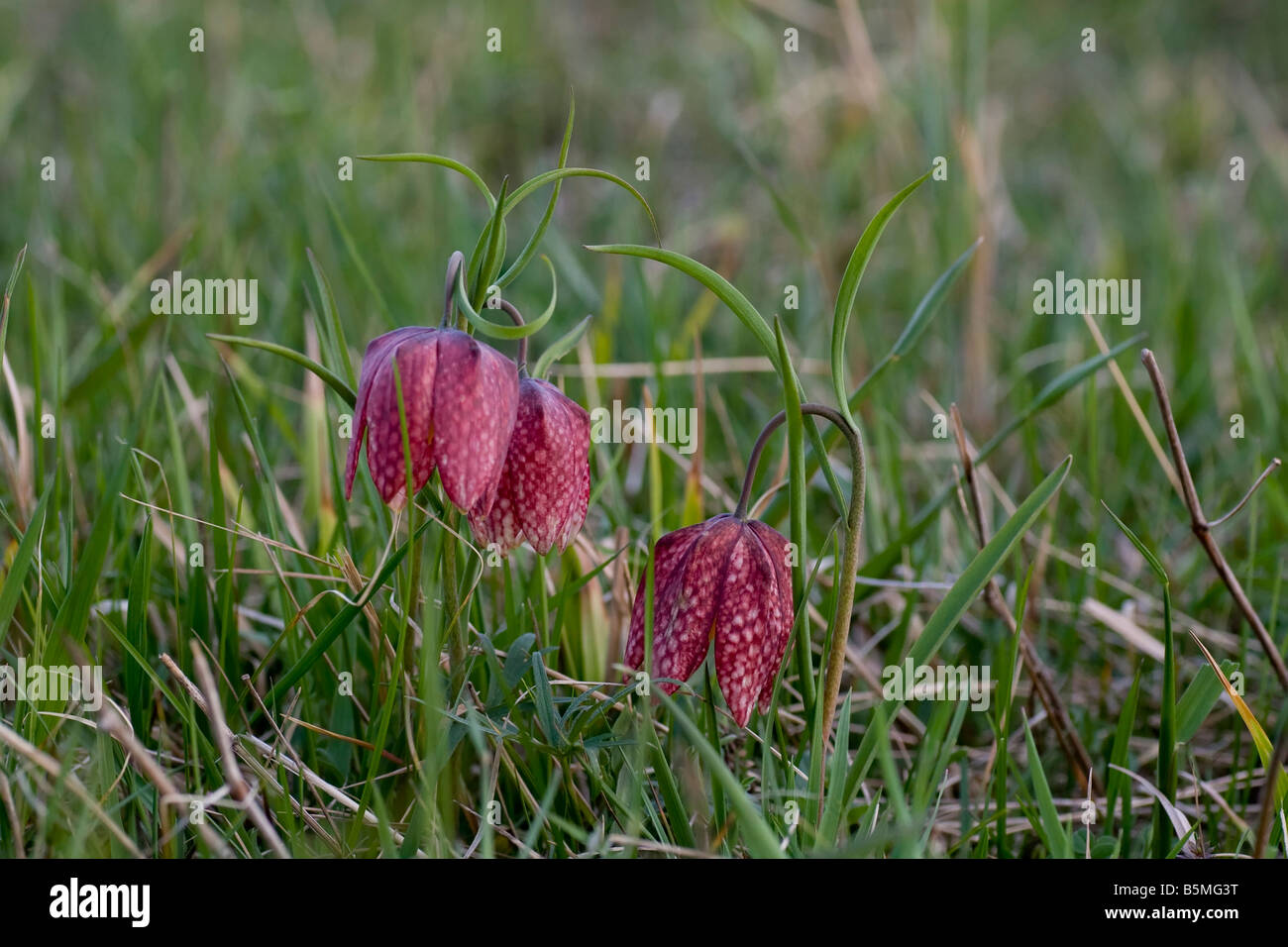 Fritillaria meleagris Stockfoto