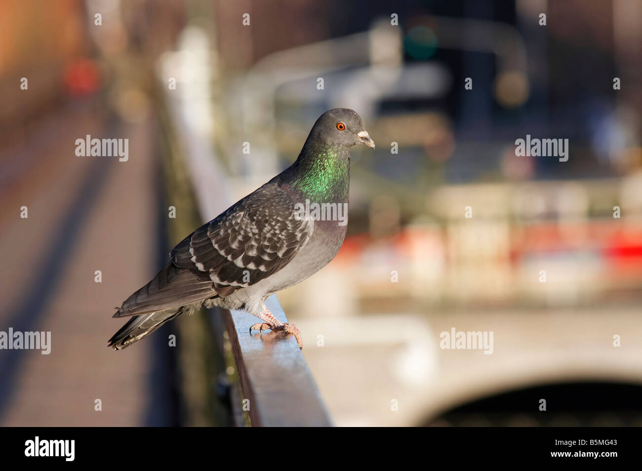Humorvolle Schuss der Taube - schläfrig Hüter der Stadtverkehr - überwachen Stockfoto