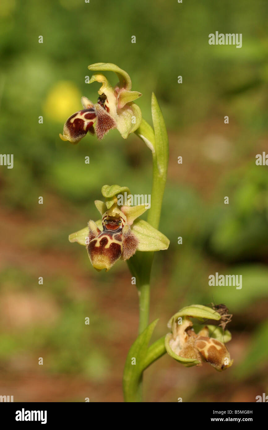 Carmel Biene Orchidee Ophrys Carmeli Israel Frühjahr März 2007 Stockfoto