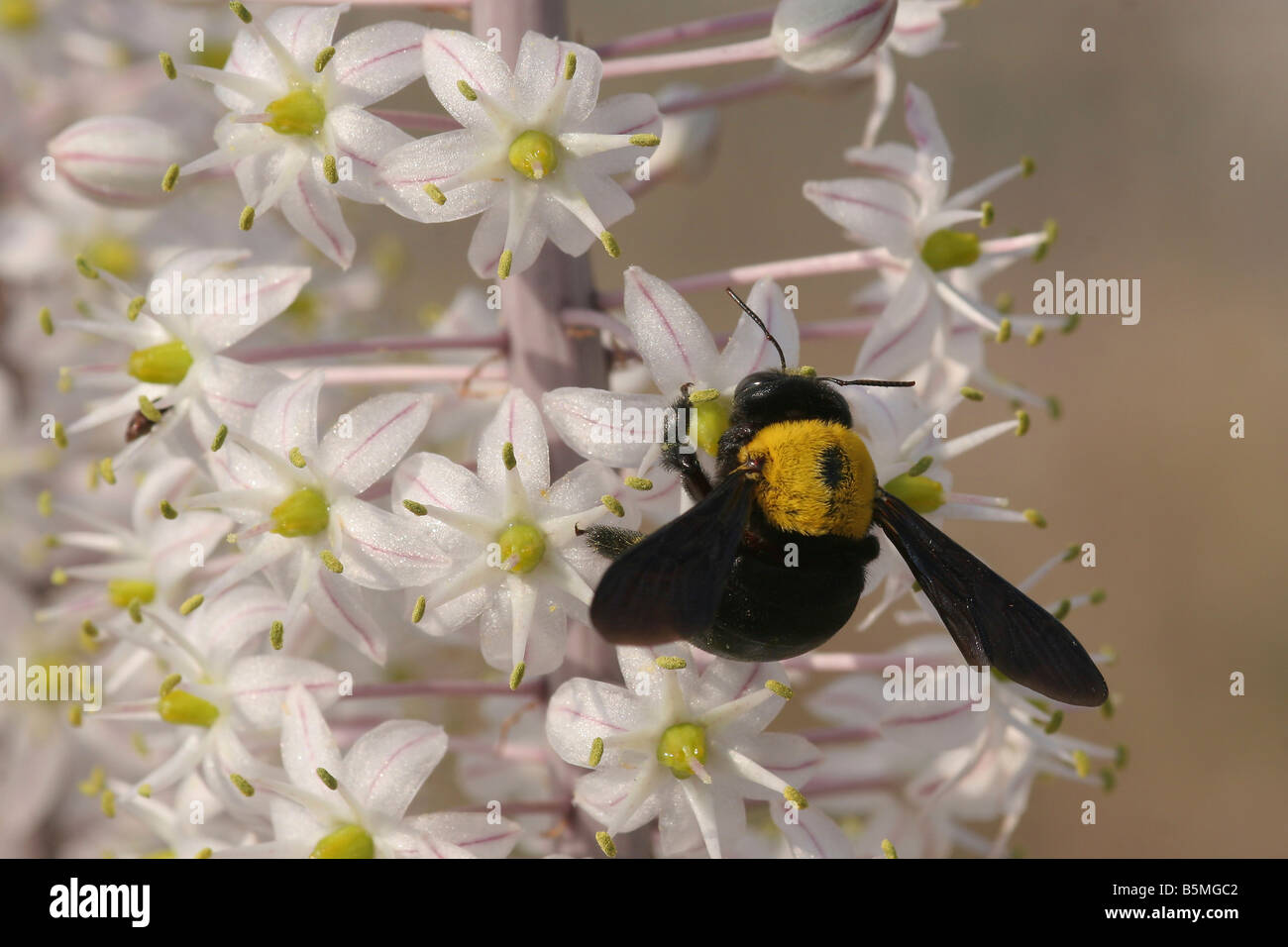 große Erde Hummel Bombus Terrestris saugen Nektar off einen Meer Blaustern Urginea Maritima Israel Herbst September 2008 Stockfoto