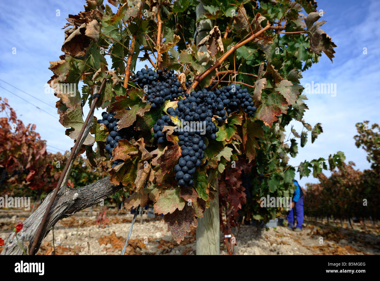 Temptanillo Reben im Weinberg Mauro in Tudela del Duero Spanien. Stockfoto