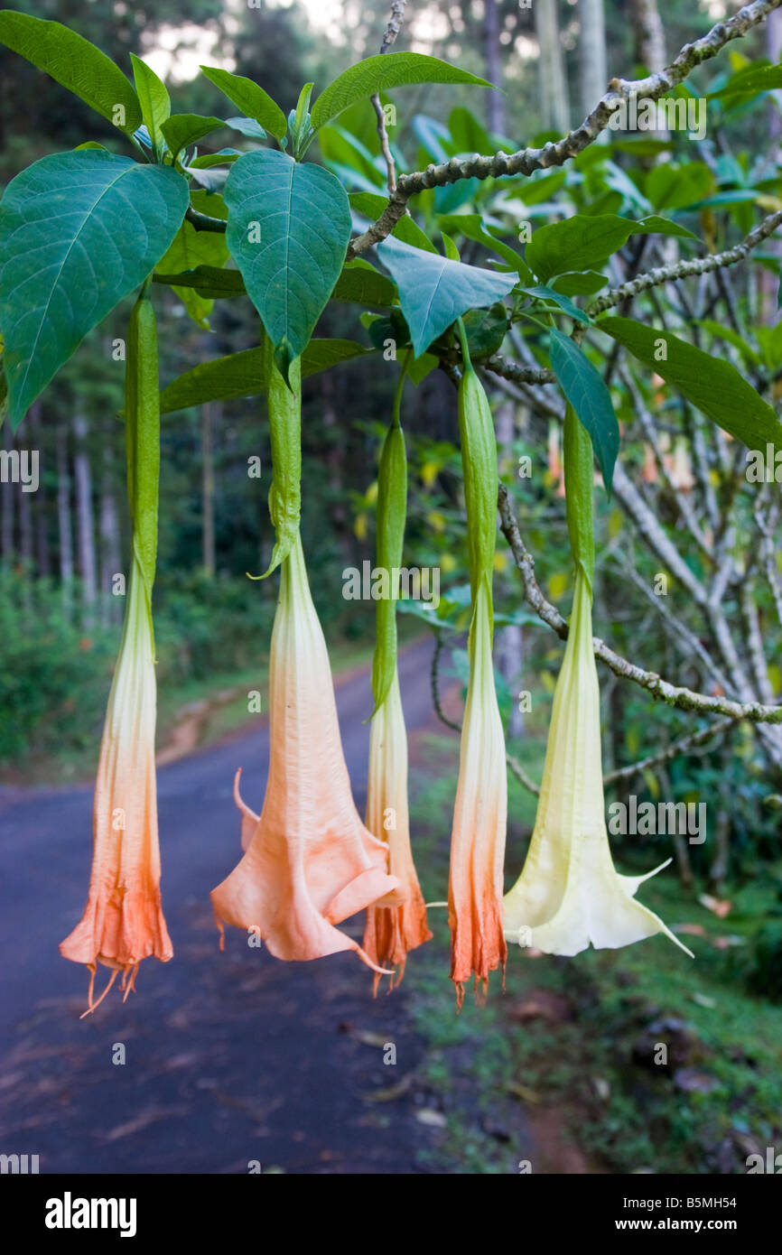 Engelstrompeten (Brugmansia) ist eine hochgiftige Pflanze mit Scopolamin  und Atropin Stockfotografie - Alamy