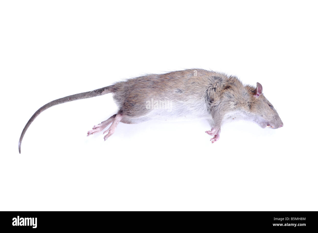 Tote Ratte liegen auf weißem Hintergrund. Stockfoto